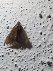 Condica illecta