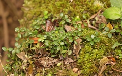 Peperomia tetraphylla