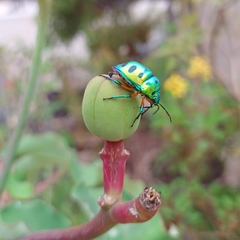 Chrysocoris purpureus