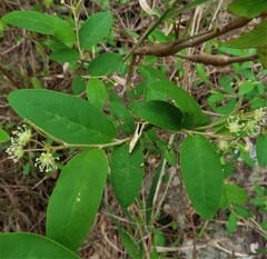 Croton menyharthii