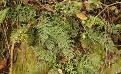 Asplenium rutifolium