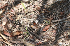 Cassionympha cassius