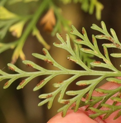 Asplenium rutifolium