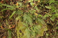 Asplenium rutifolium
