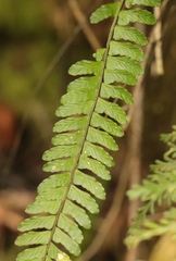Asplenium lunulatum