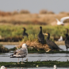 Larus michahellis