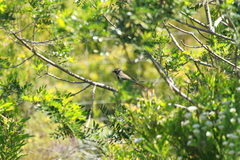 Cossypha caffra caffra