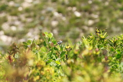 Cisticola fulvicapilla