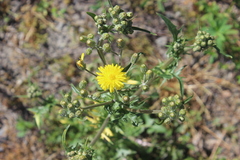 Crepis vesicaria