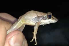 Litoria pallida