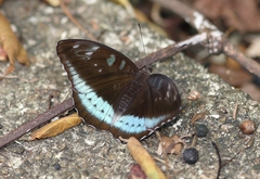 Tanaecia whiteheadi