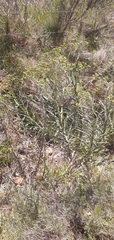 Senecio pterophorus