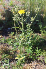 Crepis vesicaria