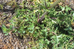 Crepis vesicaria