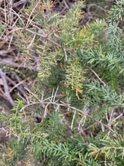 Asparagus