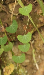 Cissampelos torulosa