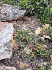 Leucospermum profugum