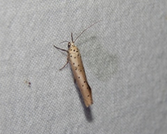 Yponomeuta griseomacula