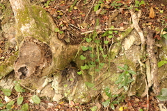 Cissampelos torulosa