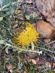 Leucospermum profugum