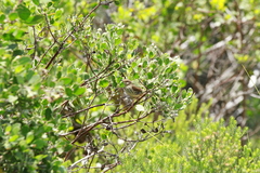 Prinia maculosa