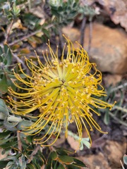 Leucospermum profugum