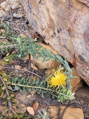 Leucospermum profugum