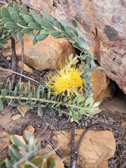 Leucospermum profugum