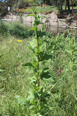Verbascum virgatum