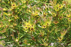Leucadendron eucalyptifolium