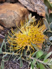 Leucospermum profugum
