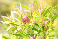 Leucadendron eucalyptifolium
