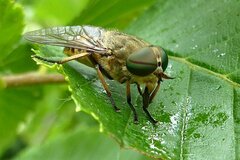 Tabanus bromius
