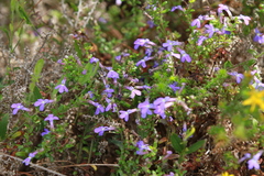 Lobelia neglecta