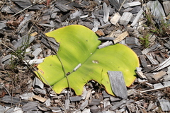 Haemanthus sanguineus