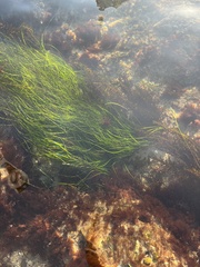 Phyllospadix torreyi