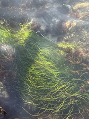 Phyllospadix torreyi