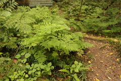 Pteris buchananii