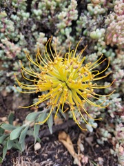 Leucospermum profugum