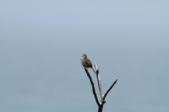 Cisticola fulvicapilla