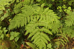 Pteris buchananii