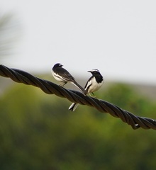 Motacilla maderaspatensis