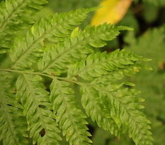 Pteris buchananii