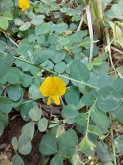 Crotalaria filipes