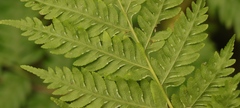 Pteris buchananii