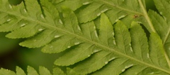 Pteris buchananii