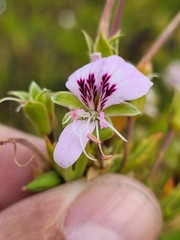 Pelargonium scabrum