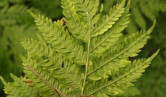Pteris buchananii