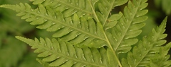 Pteris buchananii