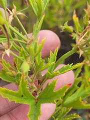 Pelargonium scabrum